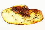 Detailed Fossil Fly Swarm (Chironomidae) In Baltic Amber #275440-1